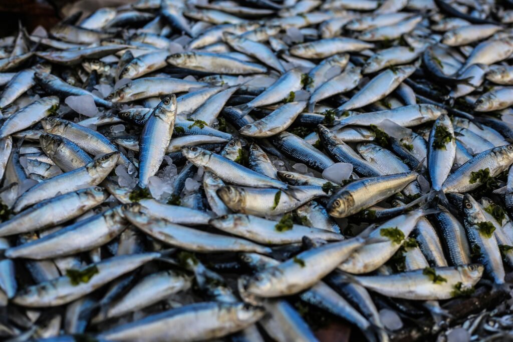 pexels photo 1578445 1578445 A vibrant display of fresh sardines on ice at a market in Alexandria, Egypt.
